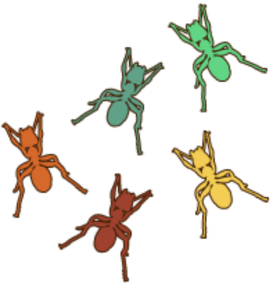 Des fourmis de différentes couleurs. 