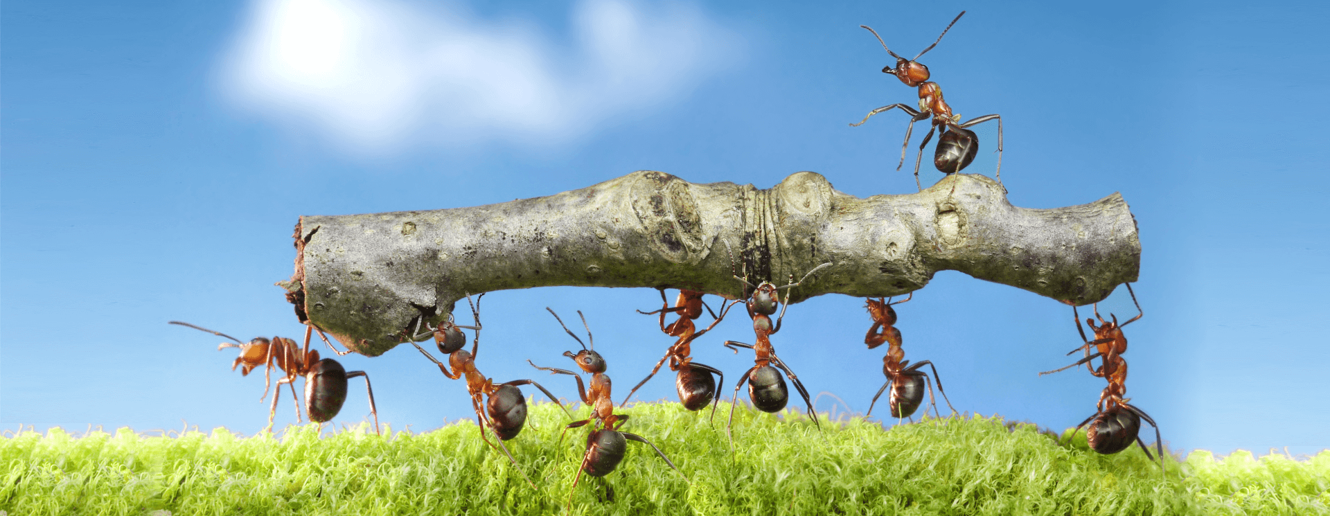 Des fourmis qui collaborent pour porter un morceau de bois. 