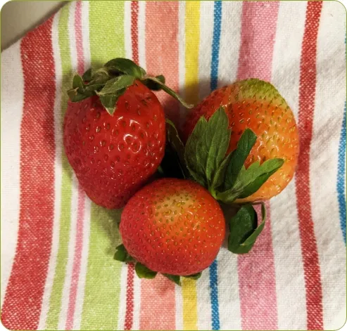 Photo sur laquelle on peut voir des fraises sur un linge sec et propre. 