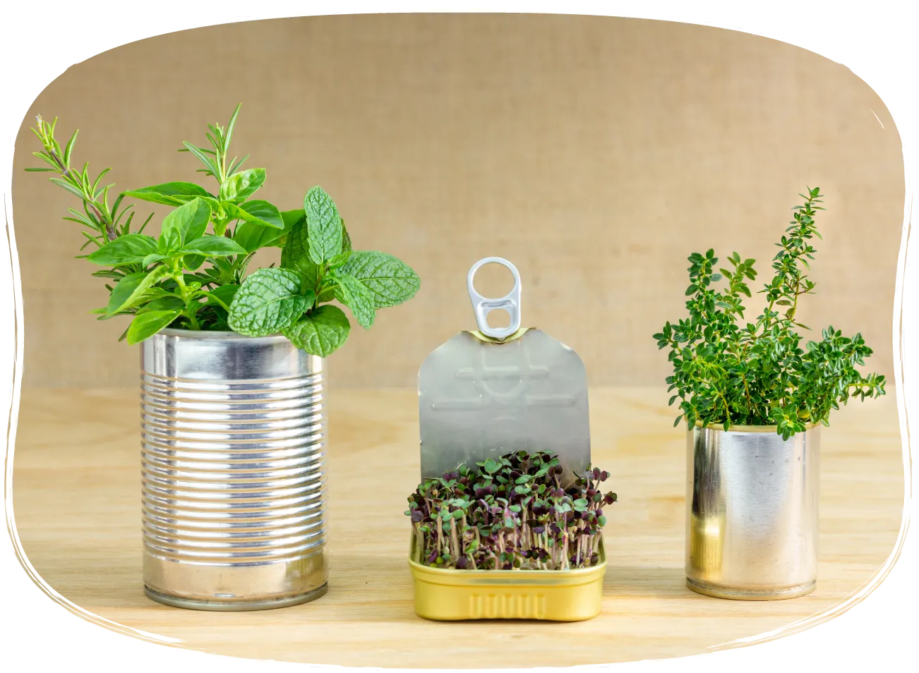 Trois contenants réutilisés servant de pots de plantes.