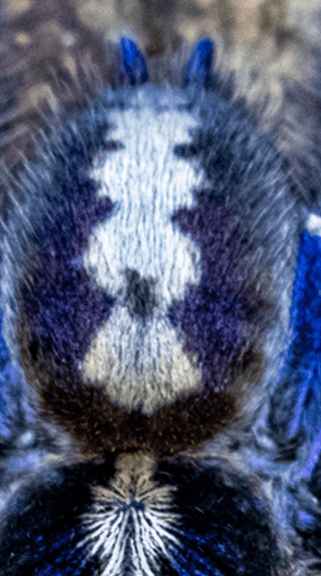 araignée