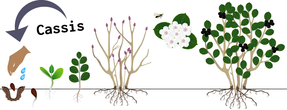 Étapes de croissance du cassis. Une main sème une graine et l’arrose. Une petite pousse émerge de terre. La pousse grandit. Elle devient un petit arbre. Un insecte vient polliniser les fleurs. La pousse devient un arbre rempli de cassis.