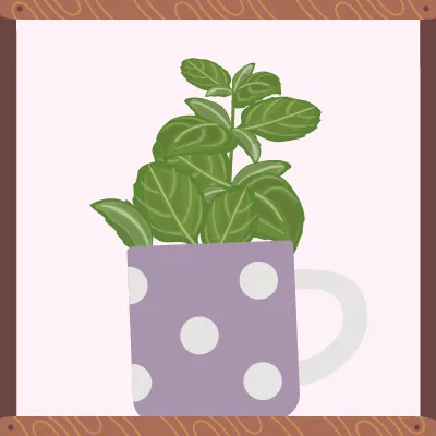 Une plante verte à feuilles larges et plates.